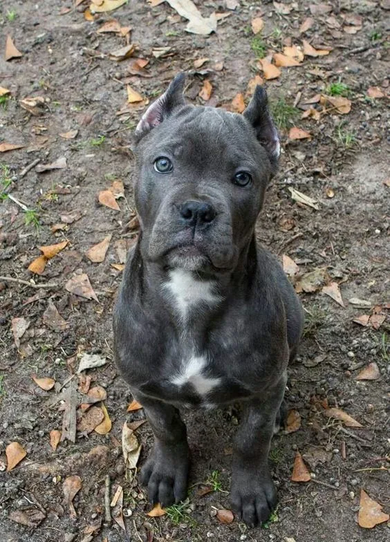 Odin — Cane Corso