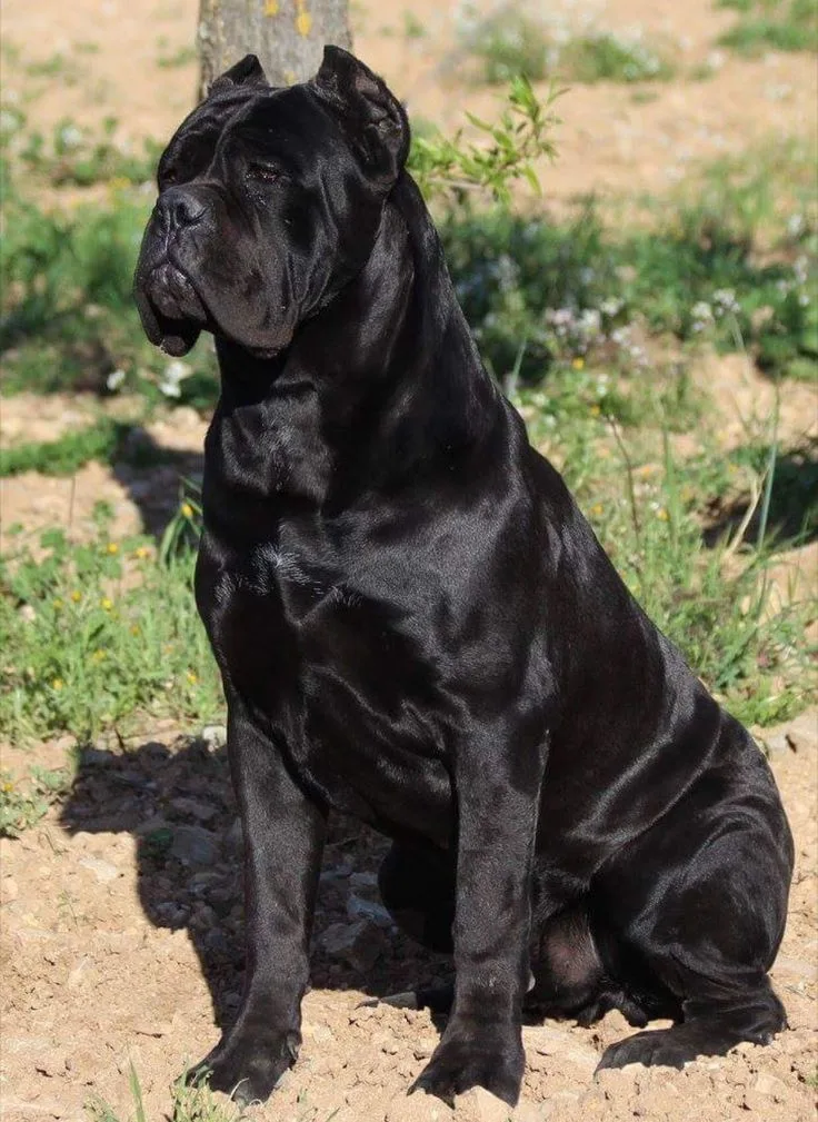 Balto — Cane Corso