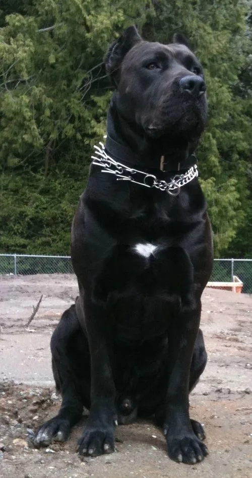 Kasırga — Cane Corso