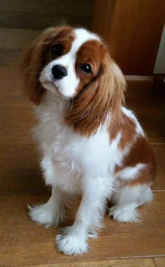 Kaya — Cavalier King Charles Spaniel