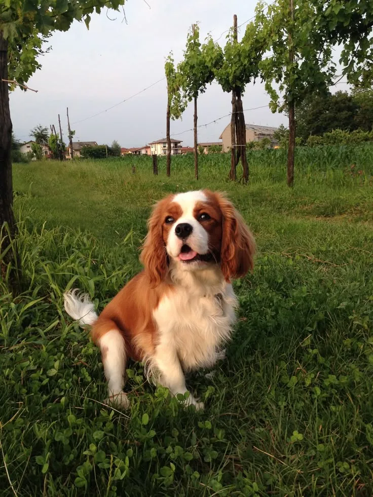 Bulut — Cavalier King Charles Spaniel