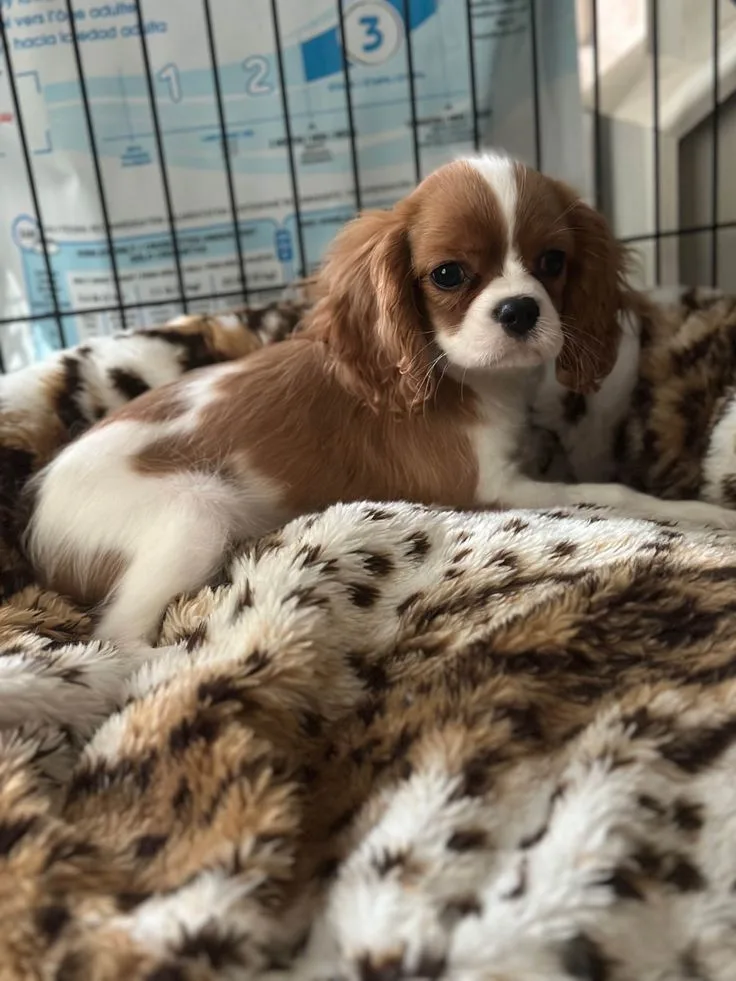 Toby — Cavalier King Charles Spaniel