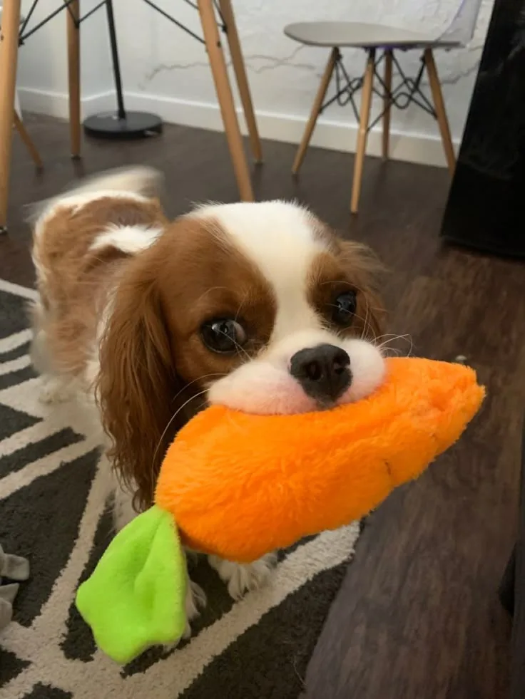 Bobi — Cavalier King Charles Spaniel