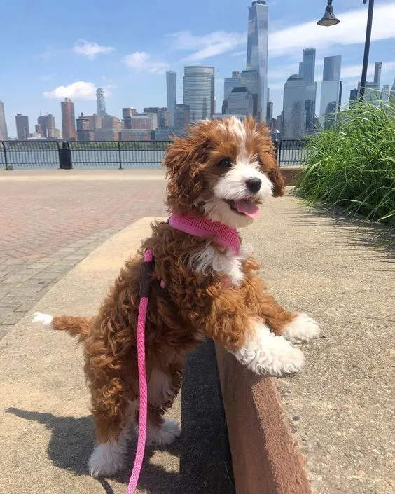 Şah — Cavapoo