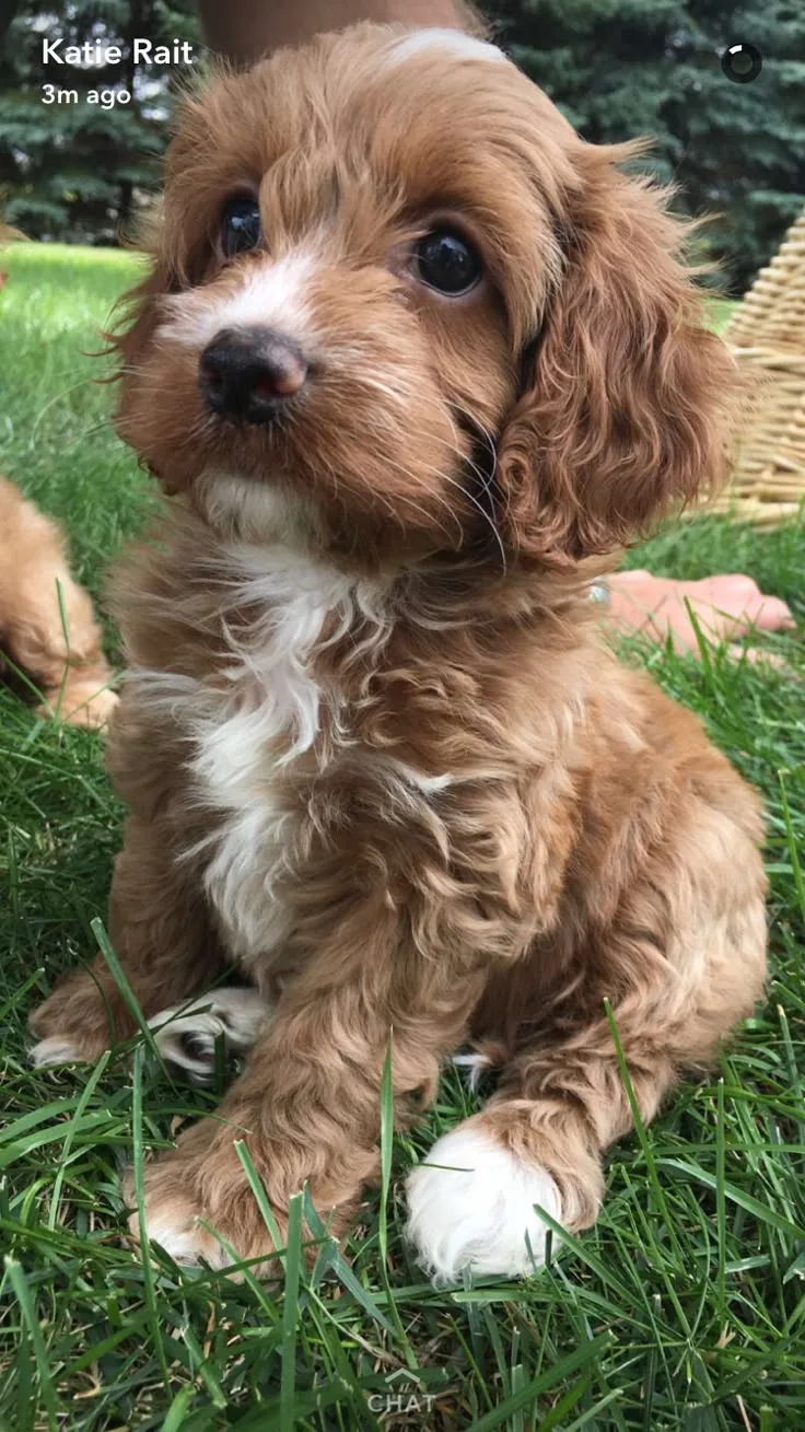 Zeus — Cavapoo