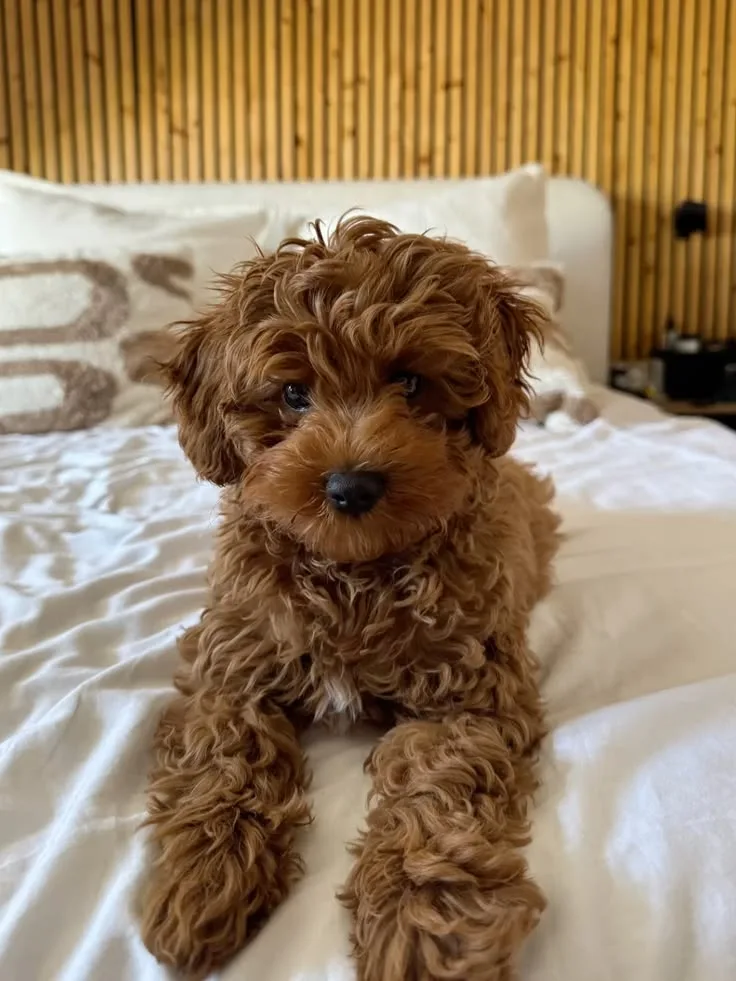 Fındık — Cavapoo