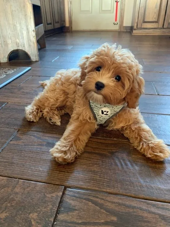 Leo — Cavapoo
