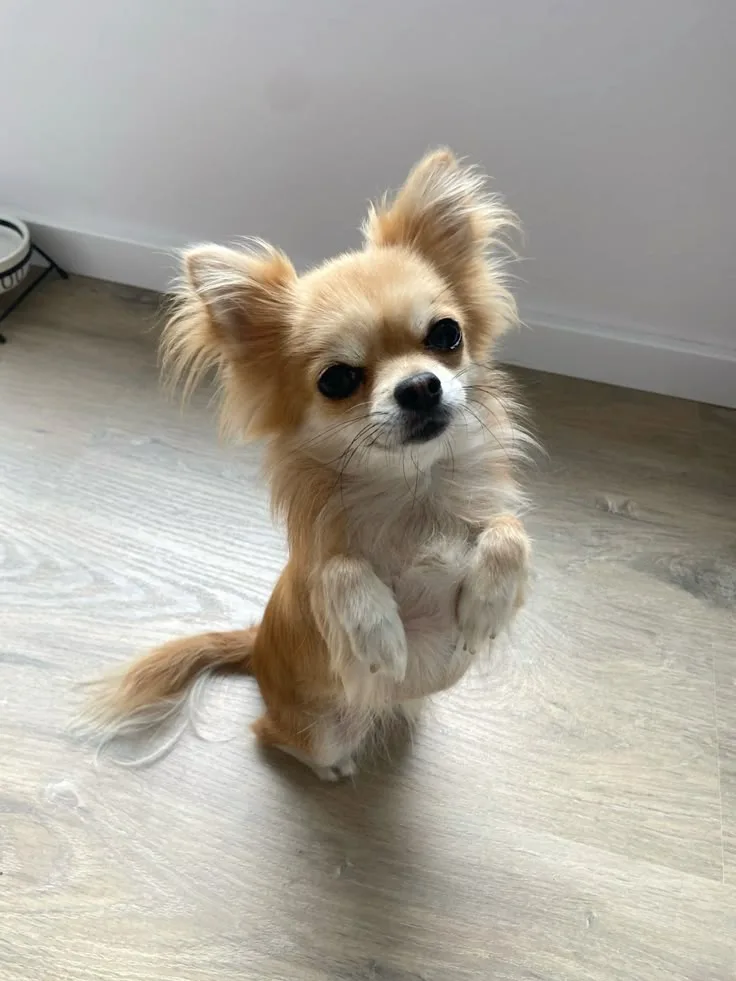 Sarı — Chihuahua
