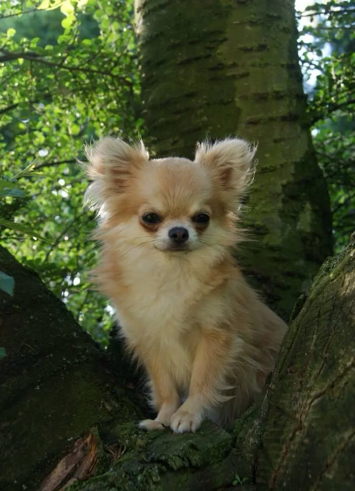 Çakıl — Chihuahua