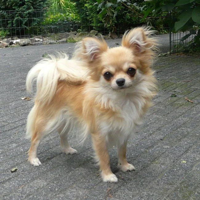 Roxy — Chihuahua