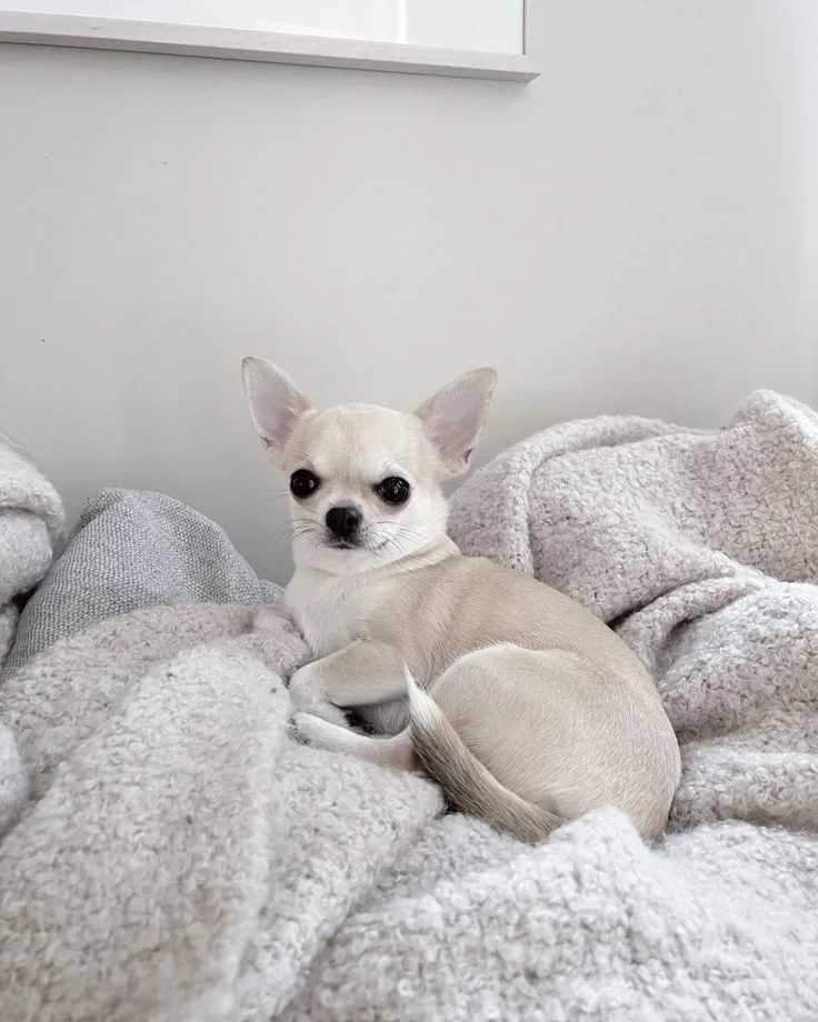 Kurt — Chihuahua