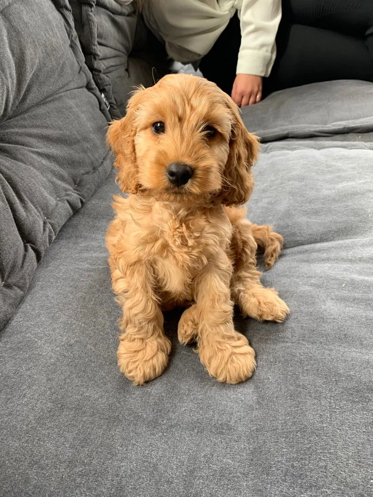 Bella — Cockapoo