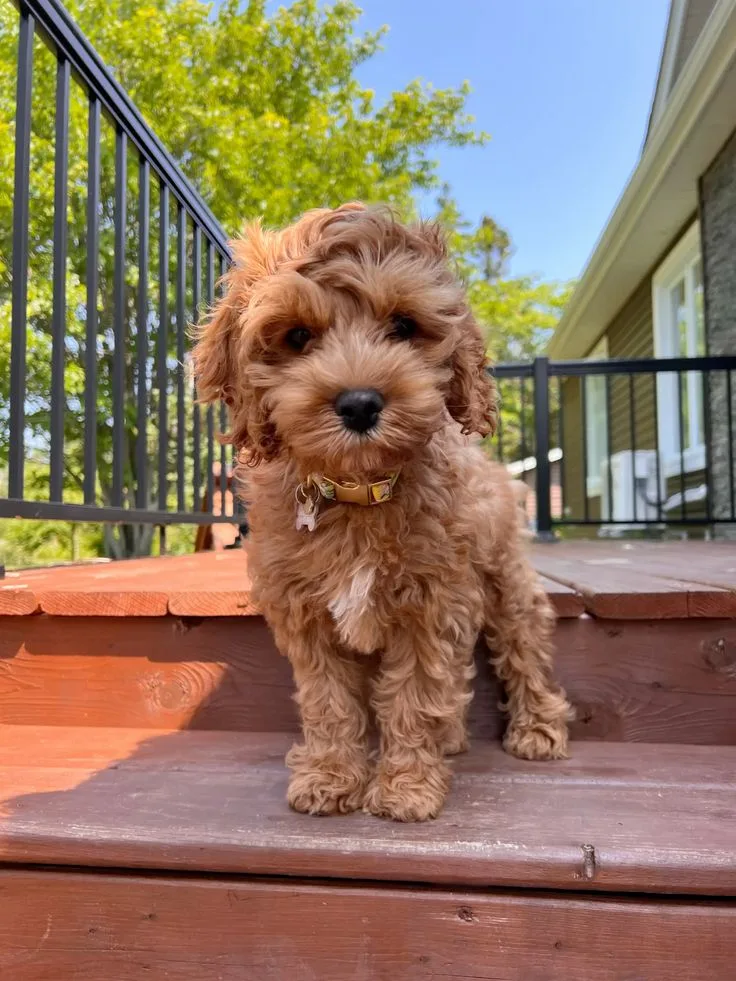 Vişne — Cockapoo