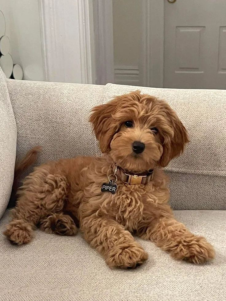 Tarçın — Cockapoo