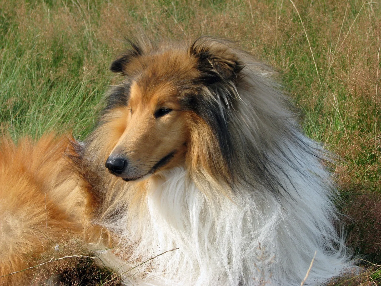 Ares — Collie