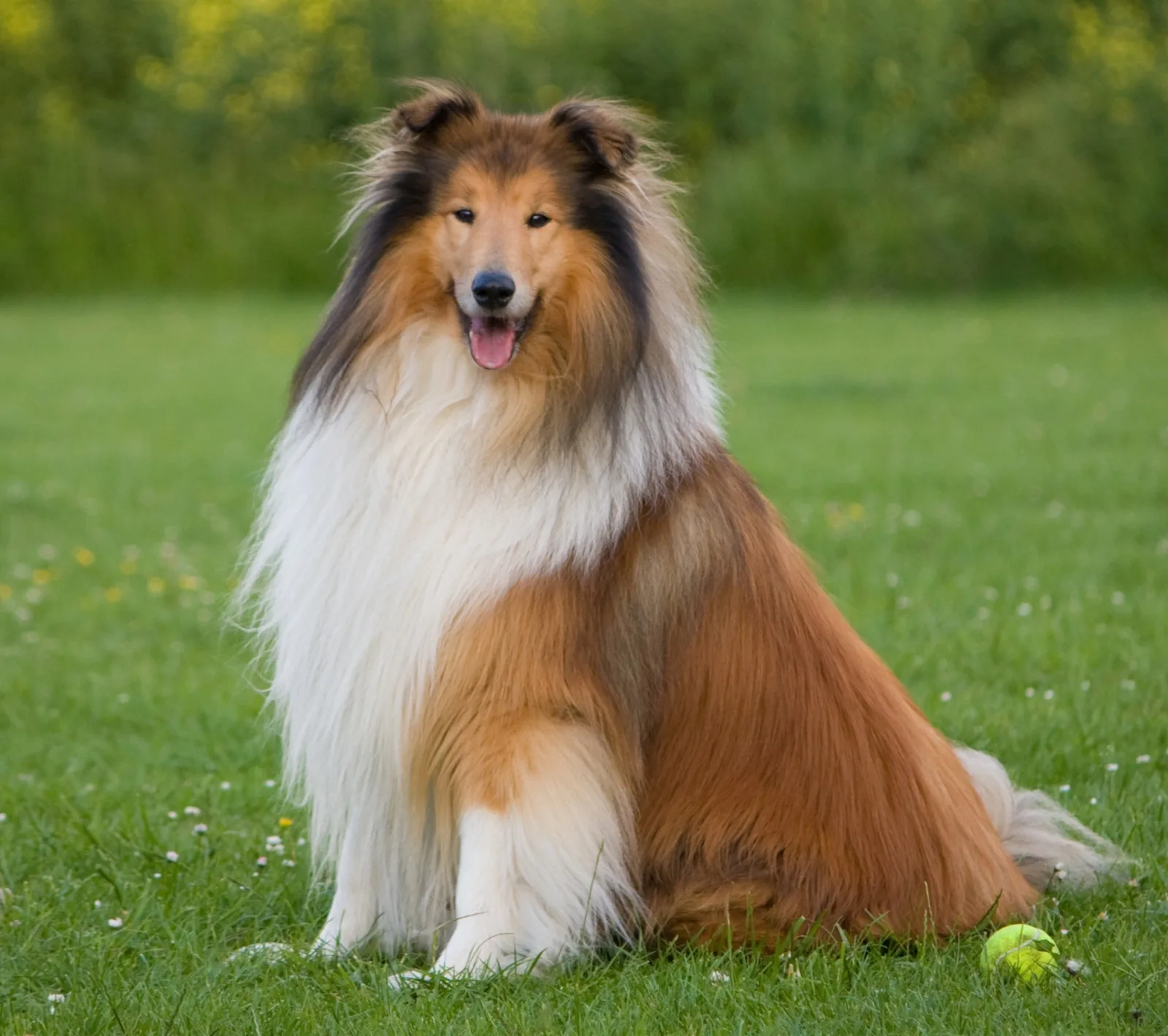 Jack — Collie
