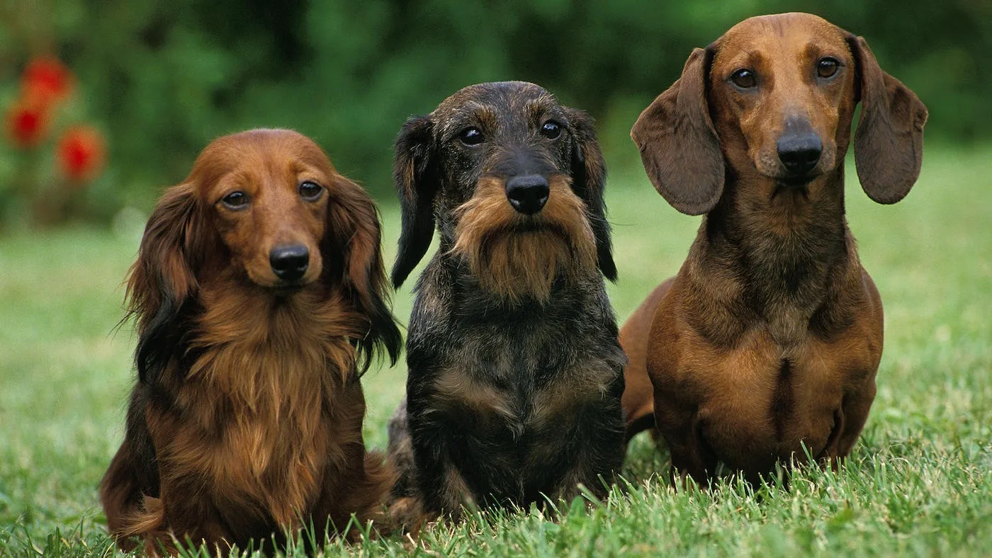 Mia — Dachshund