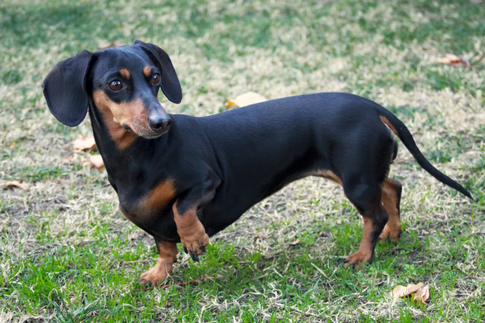 Sarı — Dachshund