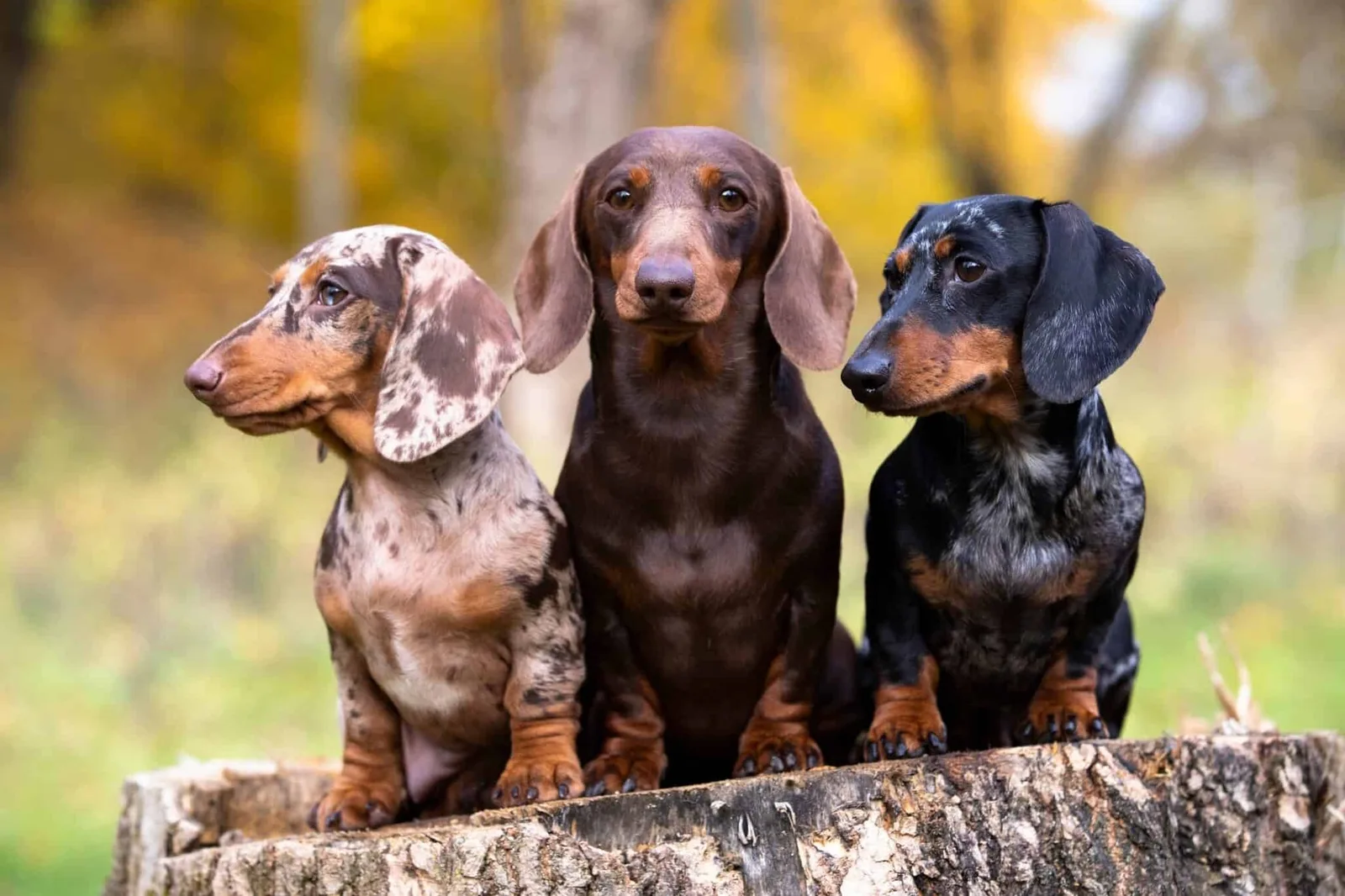Atlas — Dachshund
