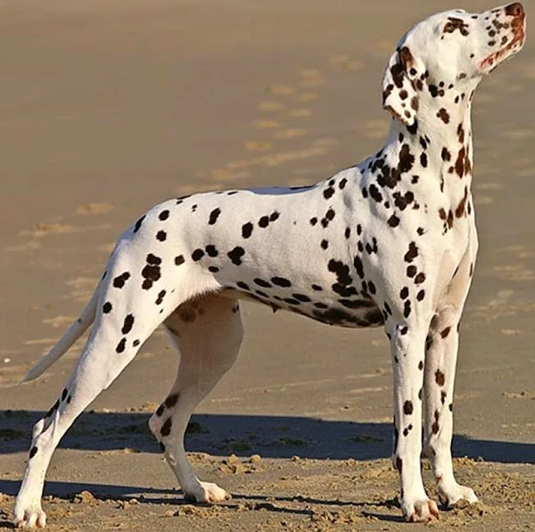 Zeytin — Dalmaçyalı (Dalmatian)