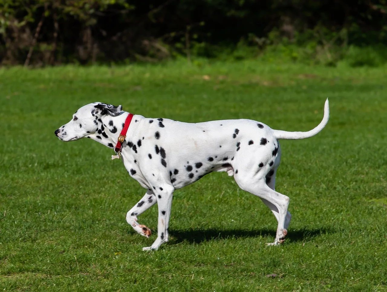 Kurt — Dalmaçyalı (Dalmatian)