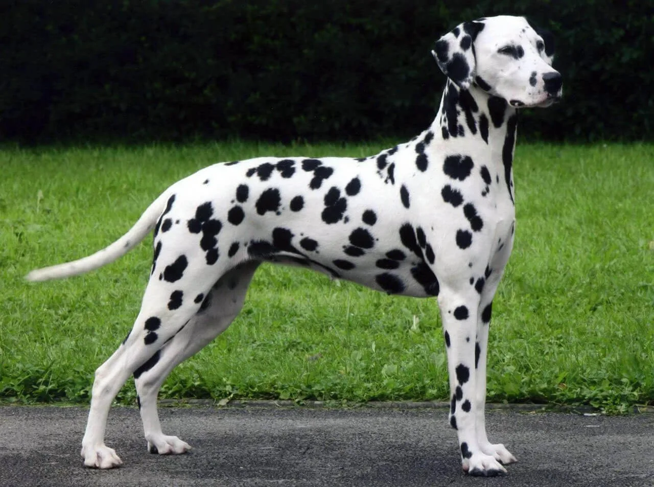 Ceviz — Dalmaçyalı (Dalmatian)