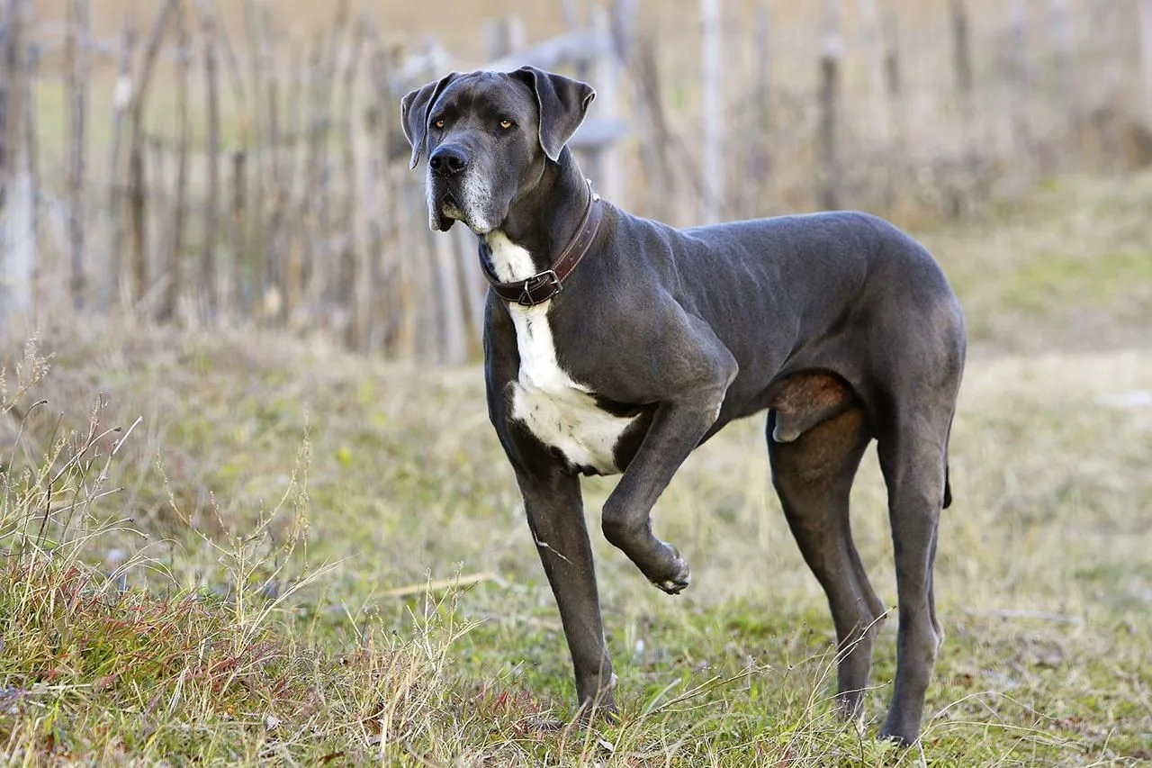 Kurt — Danua (Great Dane)