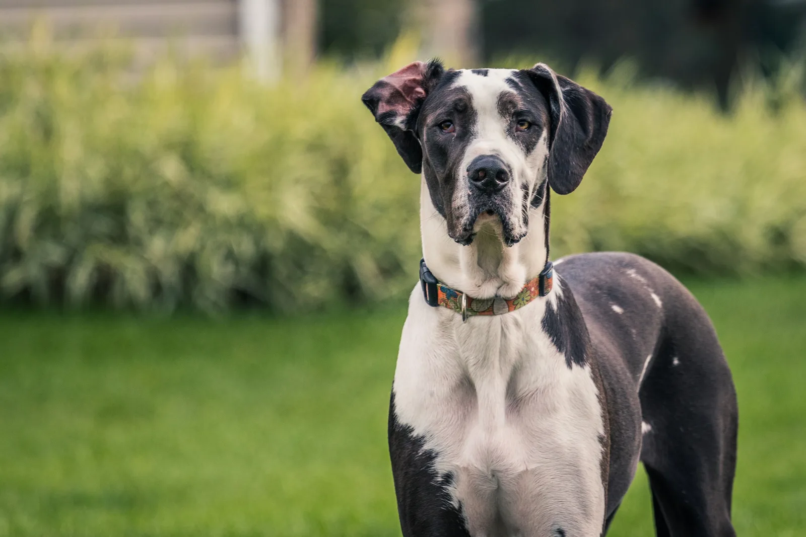 Kömür — Danua (Great Dane)