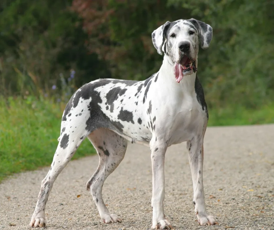 Deniz — Danua (Great Dane)
