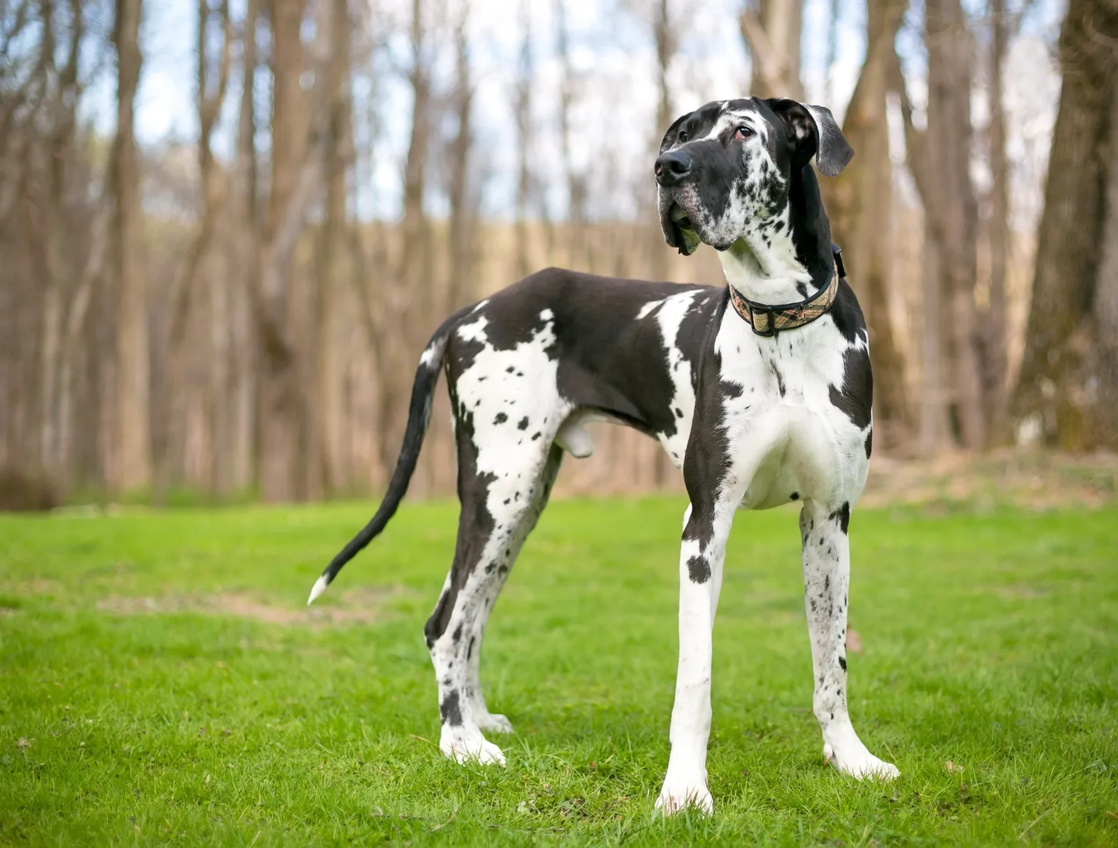 Tarzan — Danua (Great Dane)