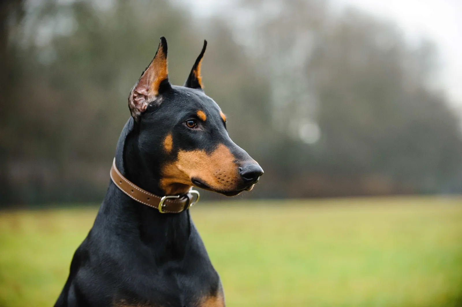 Toby — Doberman