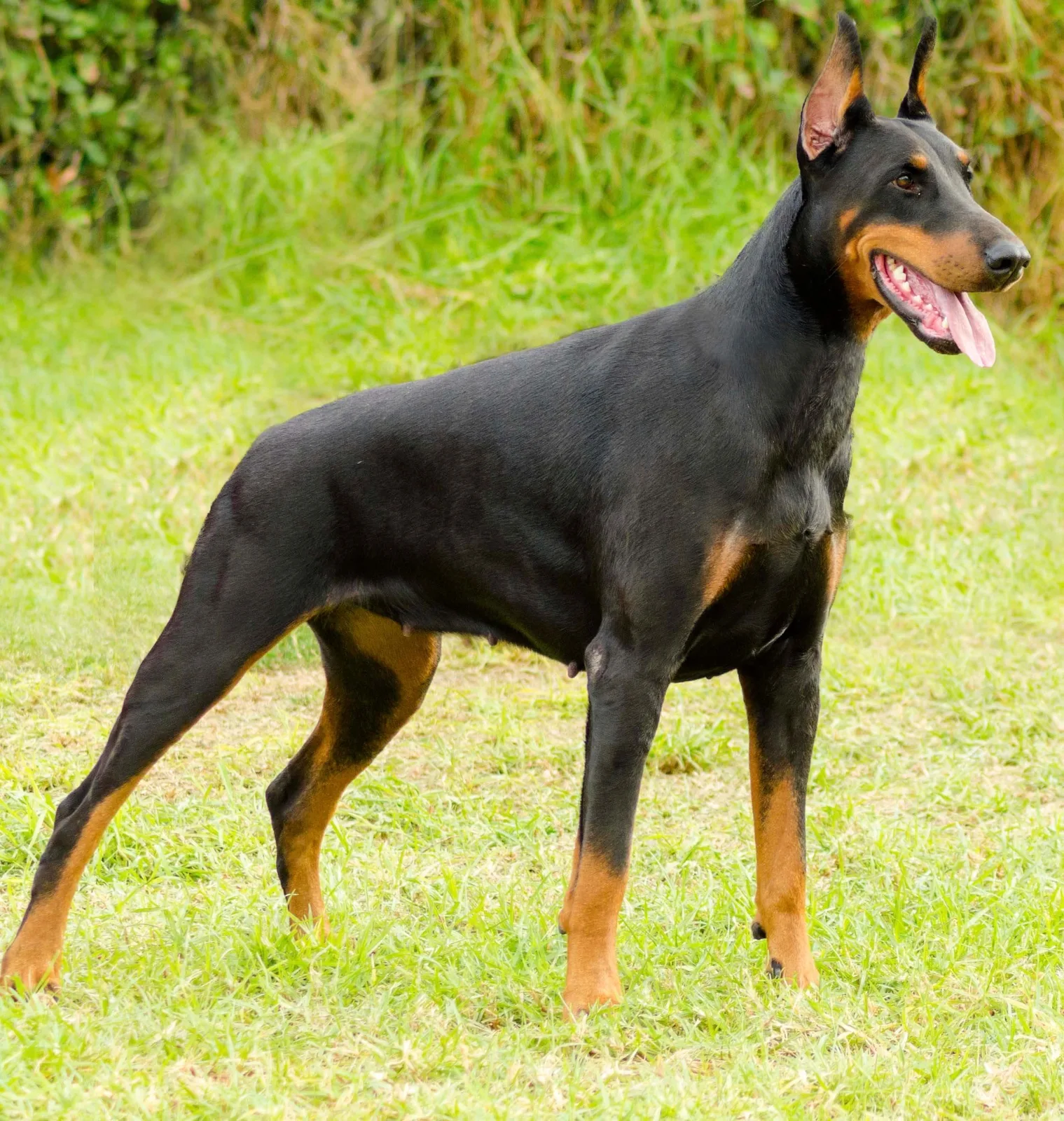 Ceviz — Doberman