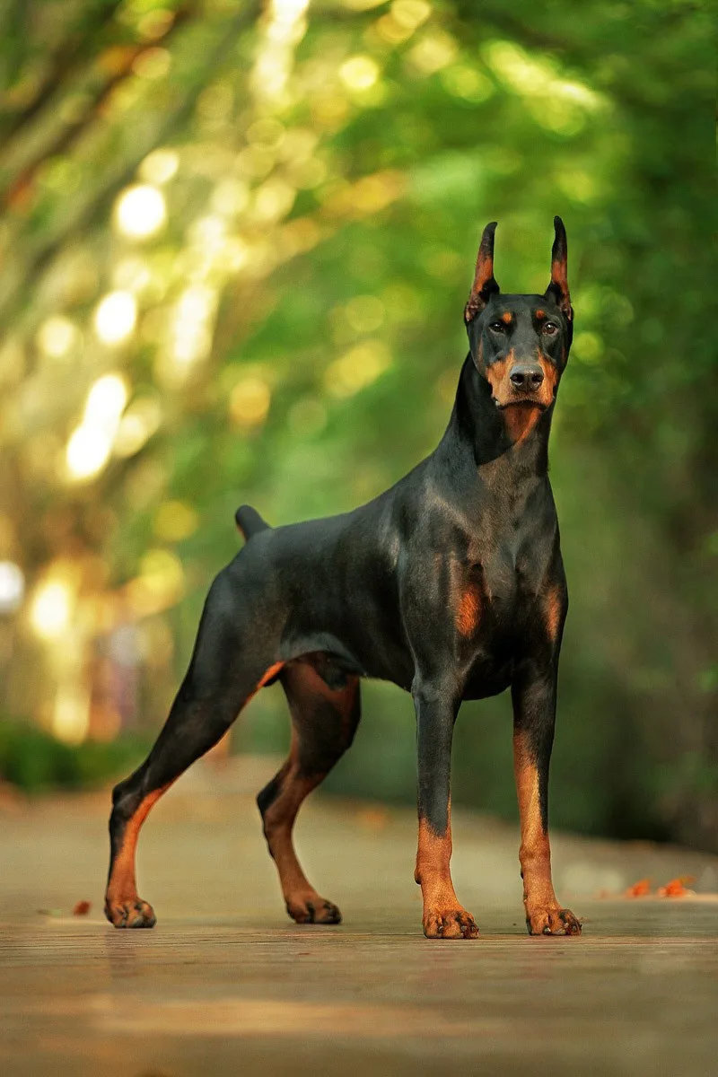 Thor — Doberman