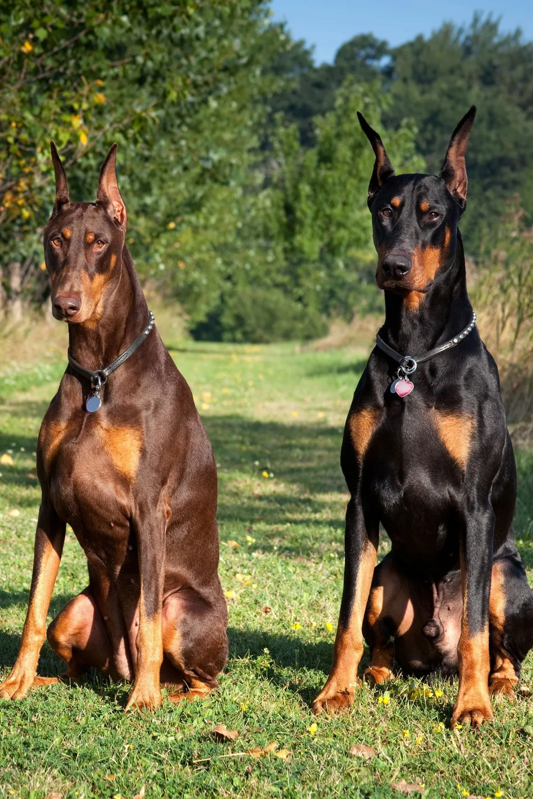 Buddy — Doberman