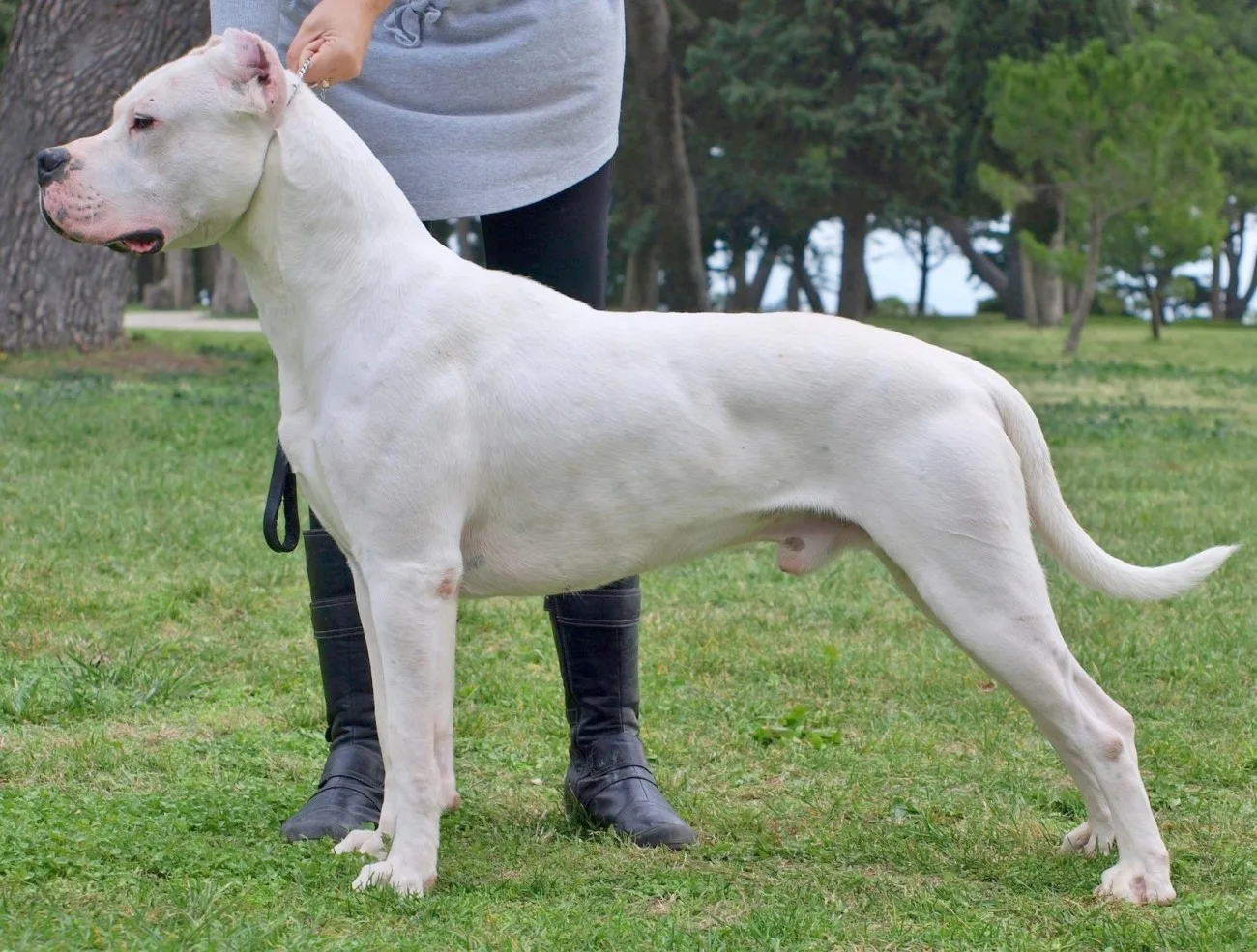 Reis — Dogo Argentino