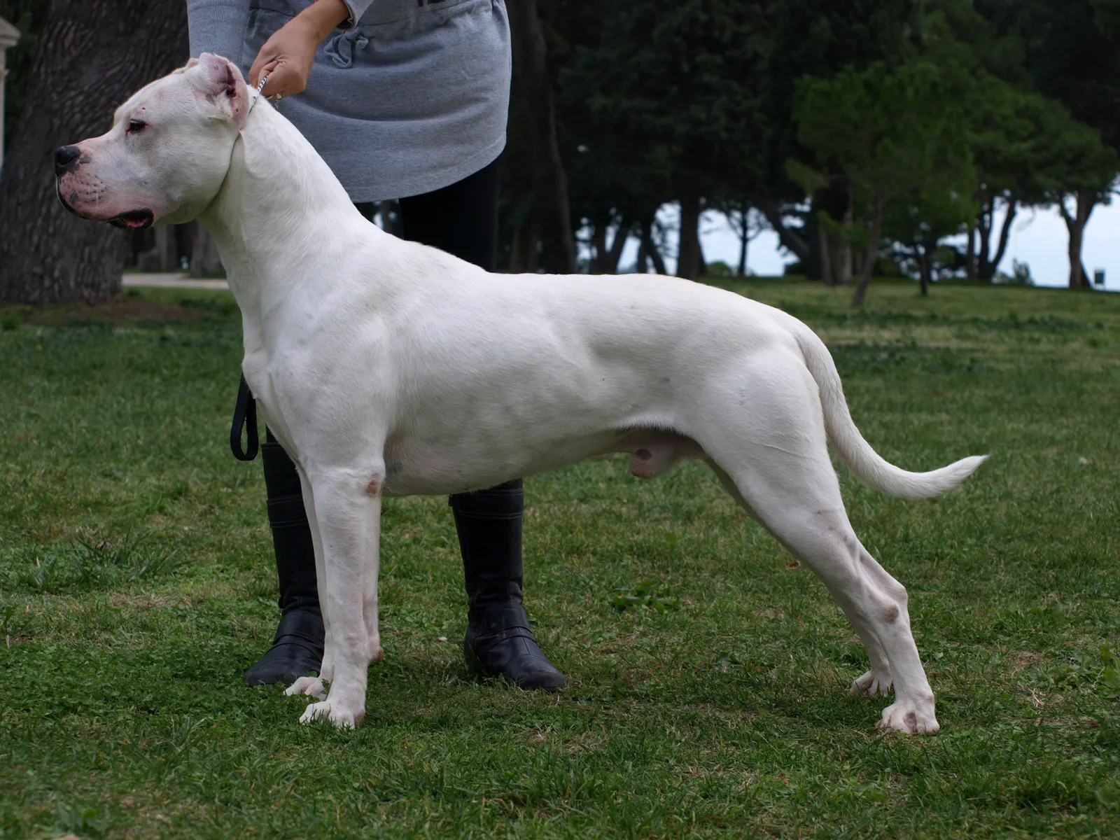 Milo — Dogo Argentino