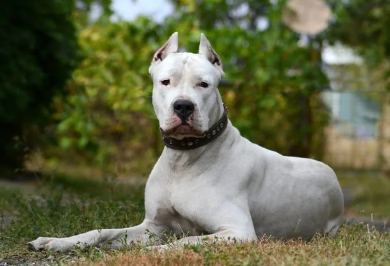 Tarzan — Dogo Argentino