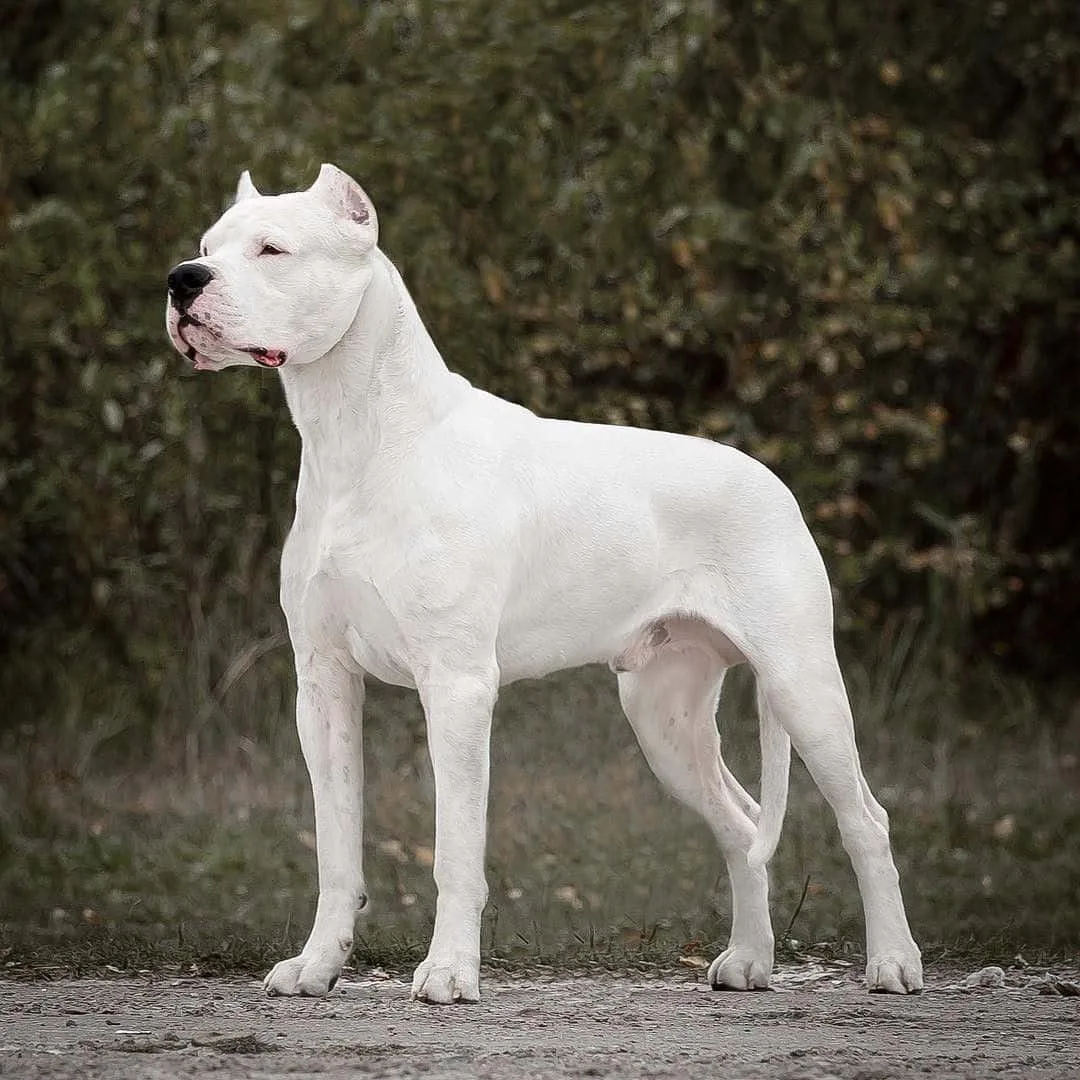 Çomar — Dogo Argentino