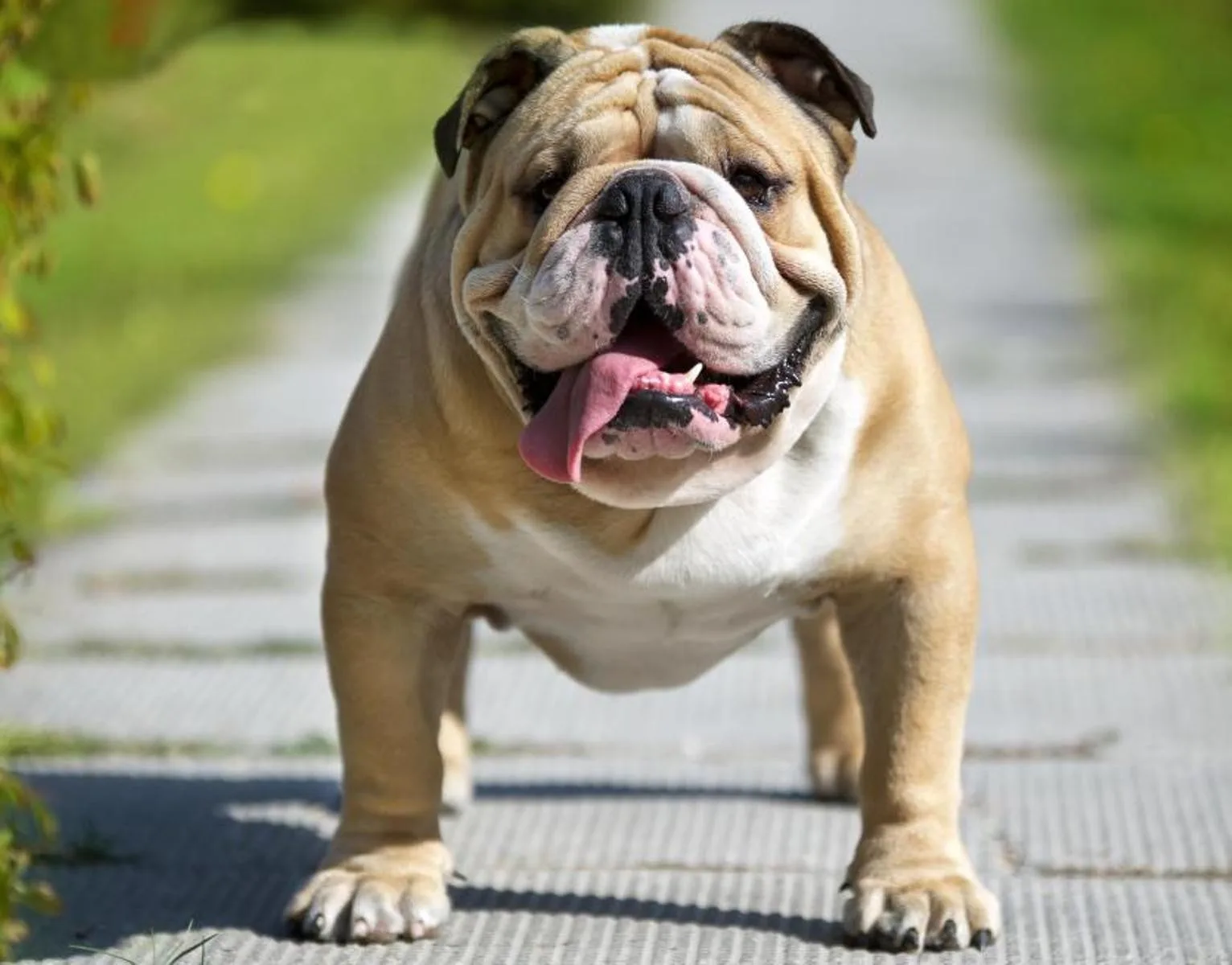 Kasırga — English Bulldog