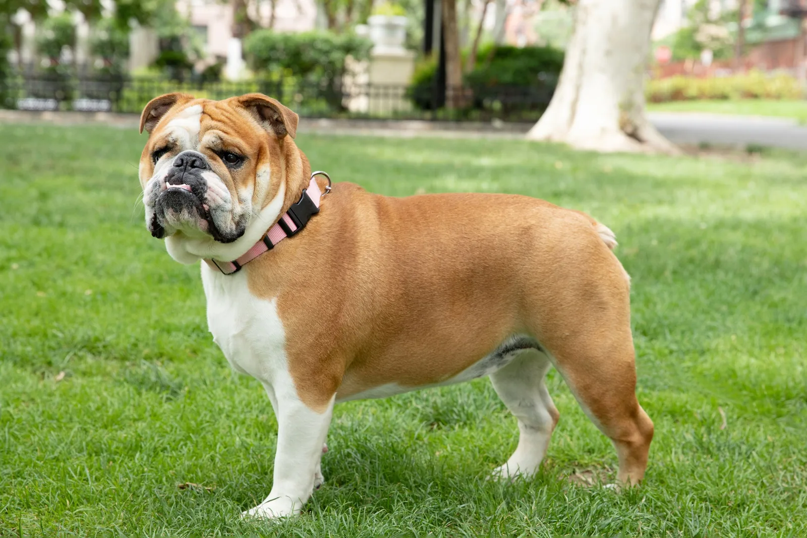 Şah — English Bulldog