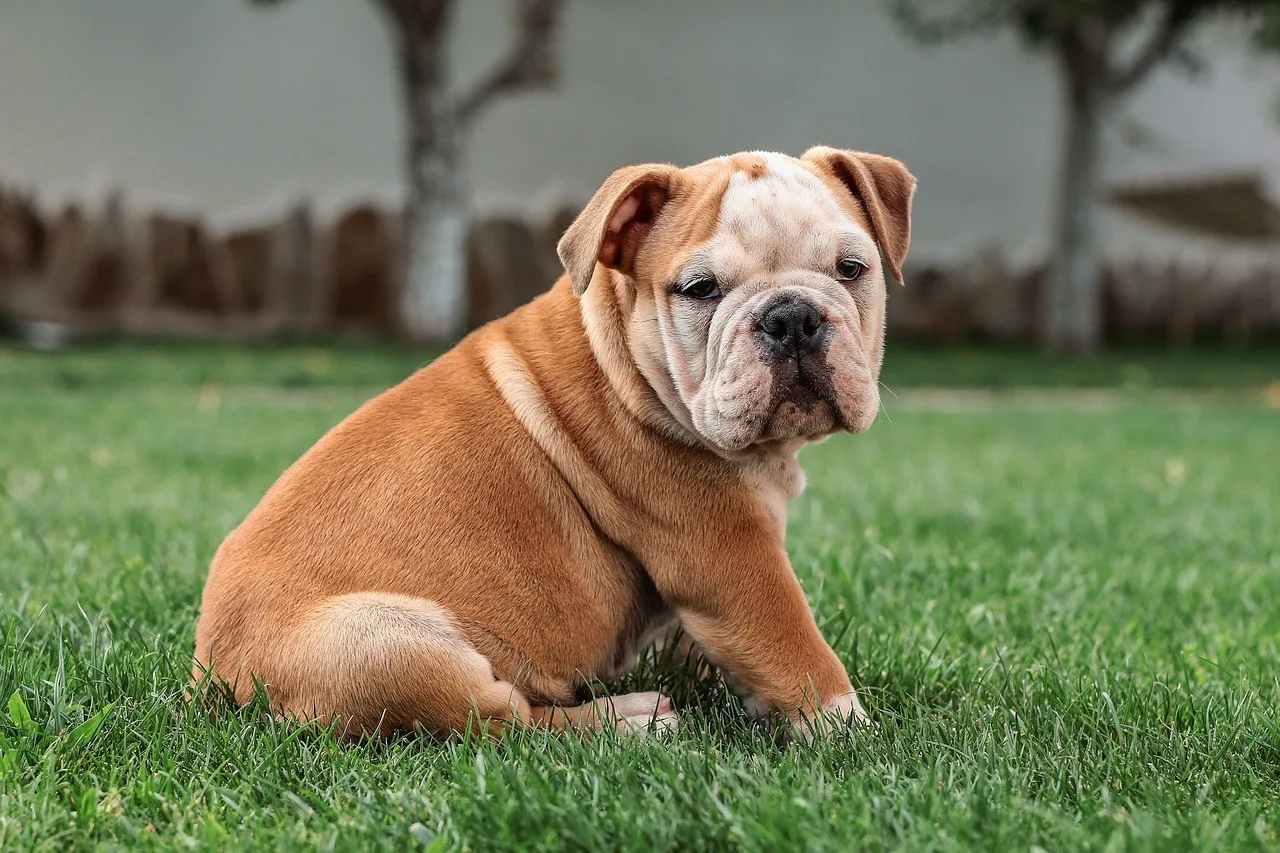 Milo — English Bulldog