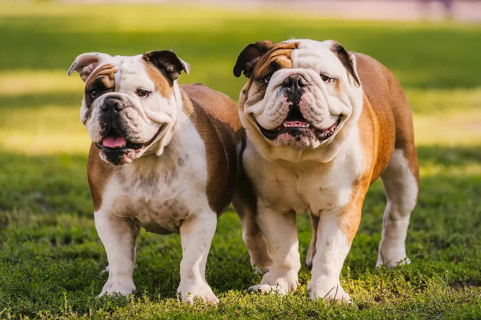 Bronz — English Bulldog