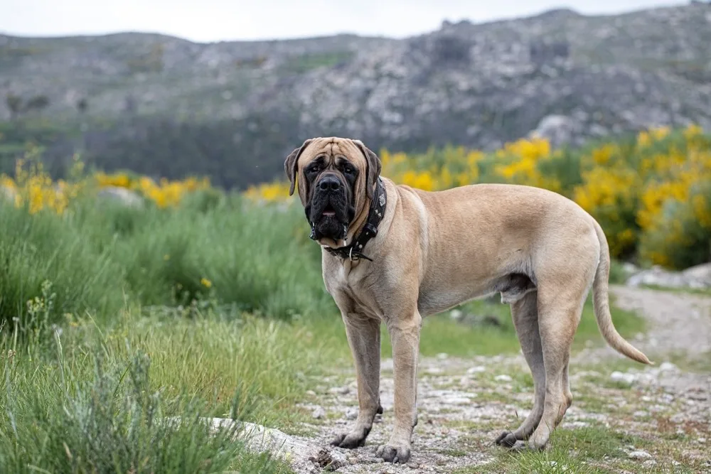Kaya — English Mastiff