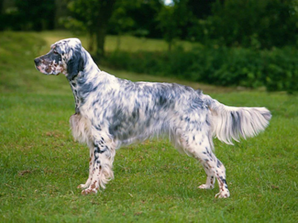 Lokum — English Setter