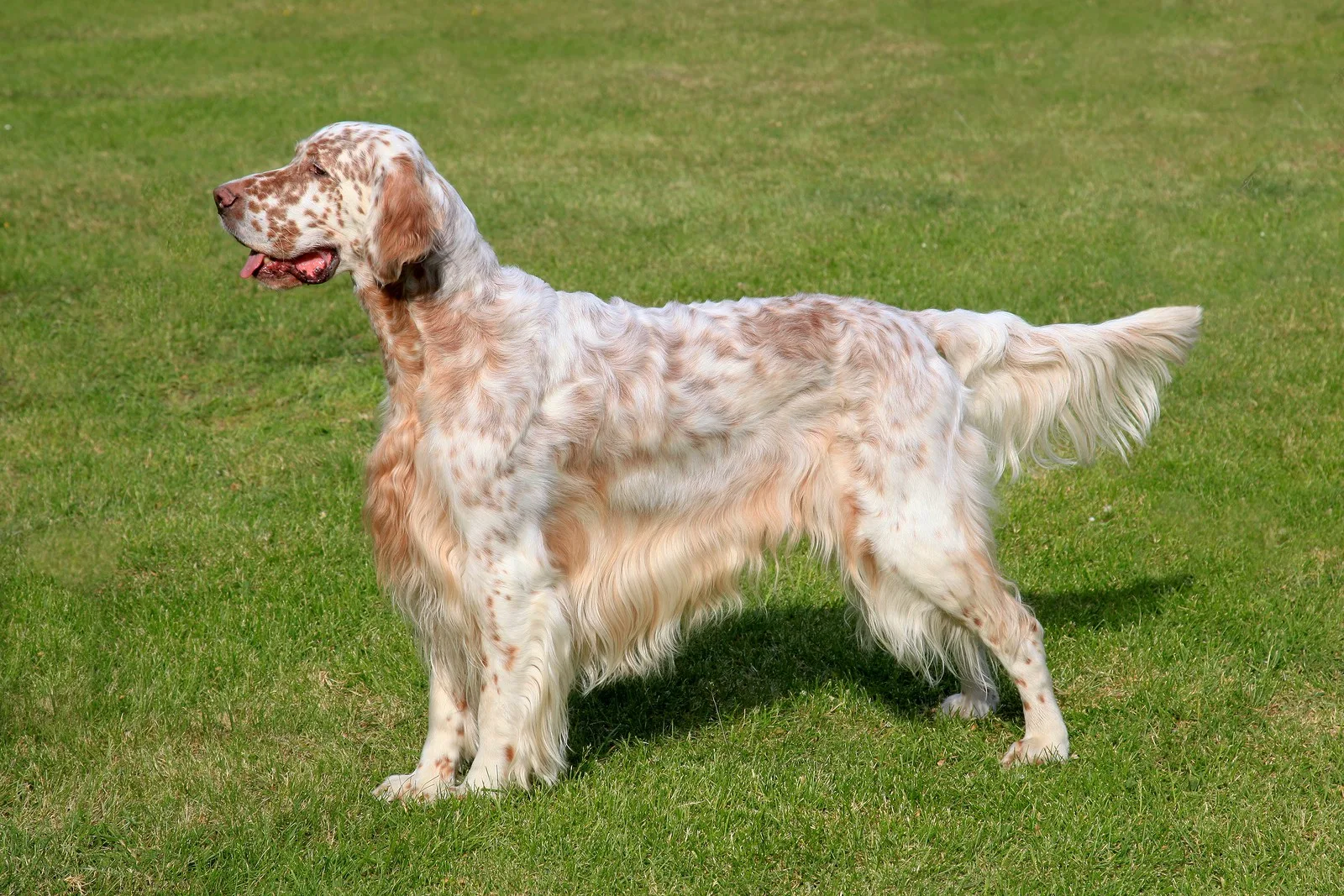 Safir — English Setter