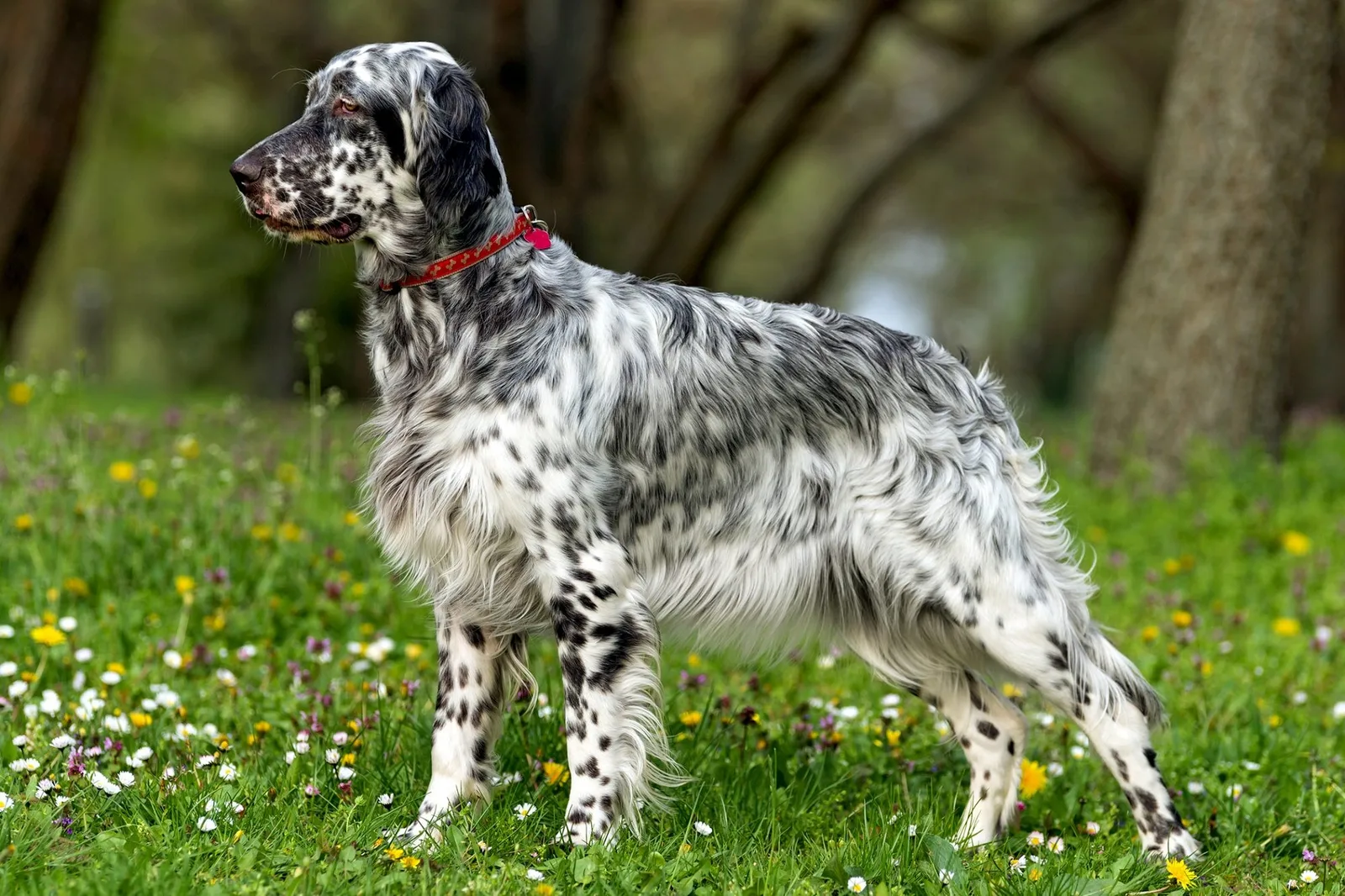 Dost — English Setter