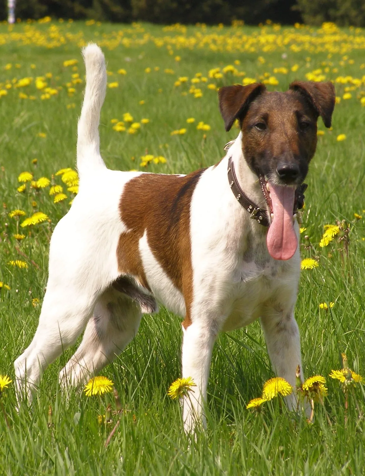 Thor — Fox Terrier