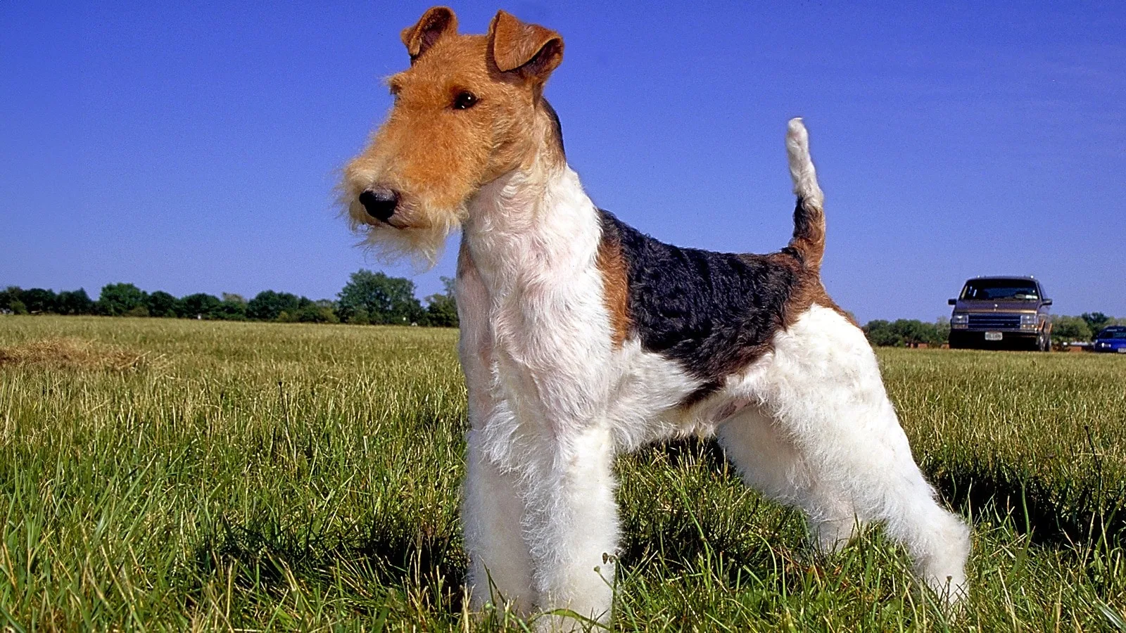 Cesur — Fox Terrier