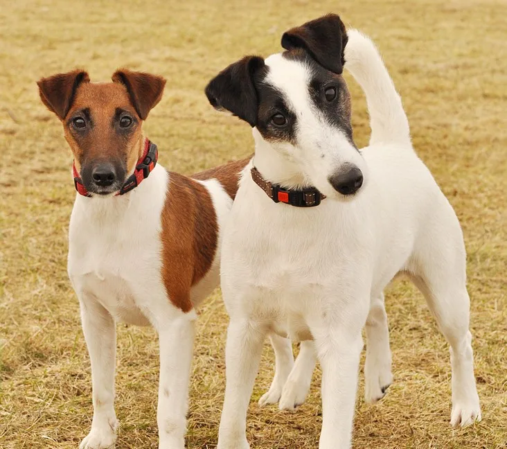 Sultan — Fox Terrier