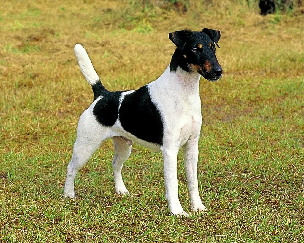 Kont — Fox Terrier